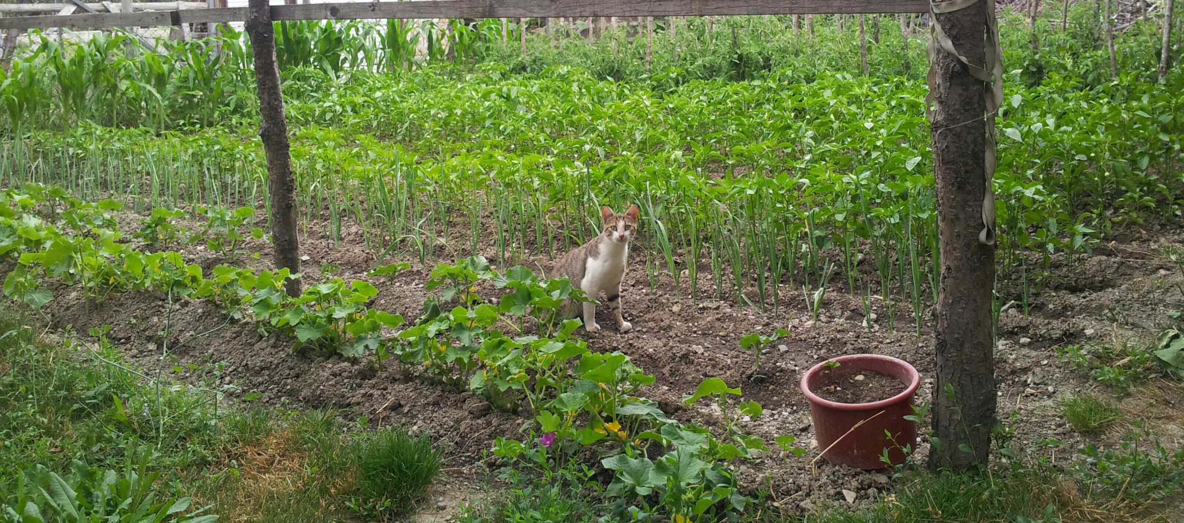 Mam's kleiner Garten :)