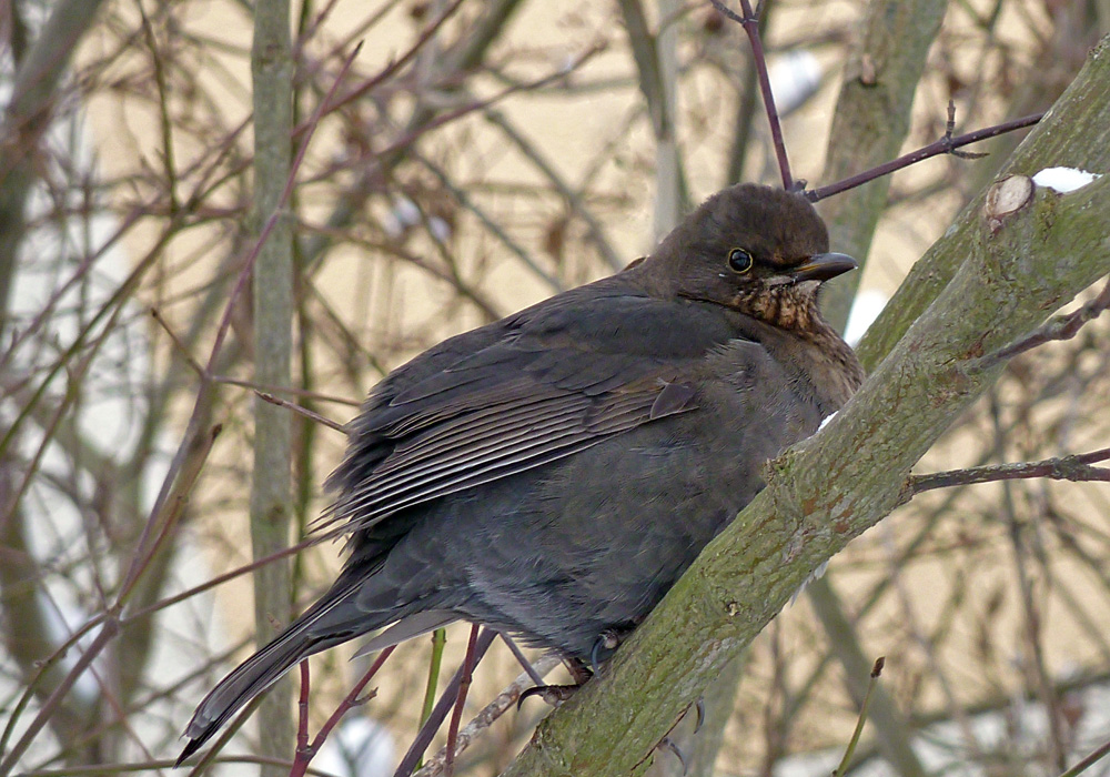 (M)amsel