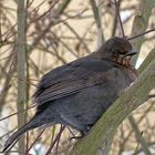 (M)amsel