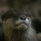 Mam'selle Moustache (Aonyx cinereus, loutre naine d'Asie)