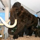 Mamut