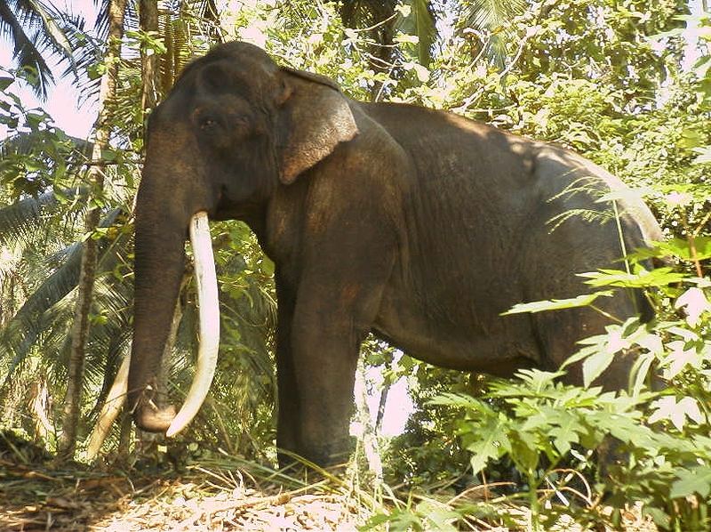 Mamut? Sehr alter Elefant mit riesigen Stosszähnen