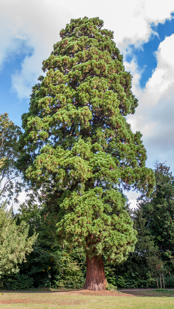 Mamutbaum im Schlosspark in Kirchheimbolanden