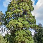 Mamutbaum im Schlosspark in Kirchheimbolanden