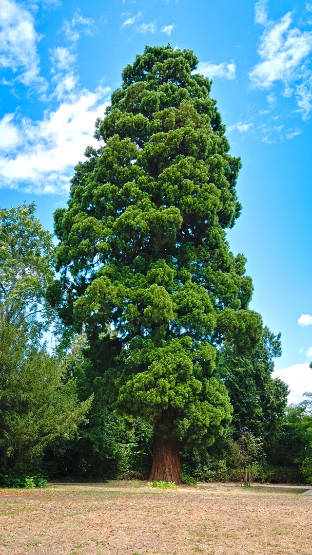 Mamutbaum im Schlosspark Kirchheimbolanden