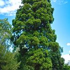 Mamutbaum im Schlosspark Kirchheimbolanden