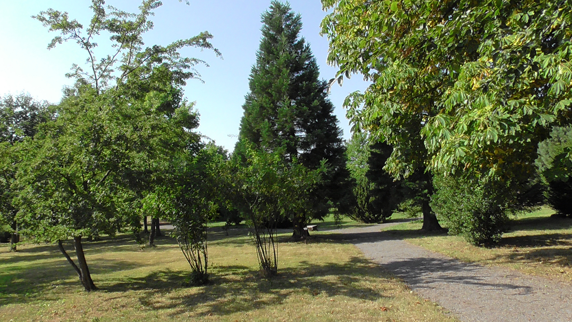 Mamutbaum in Arboretum Annarode