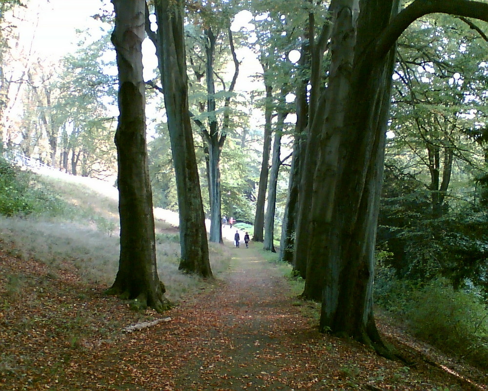 man achte auf die Proportion Mensch Wald