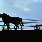 MAN AND HORSES OF MILLENIUM FIELD - 1 -