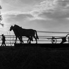 MAN AND HORSES OF MILLENIUM FIELD - 2 -