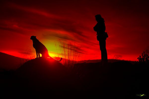 Man and the Cheetah