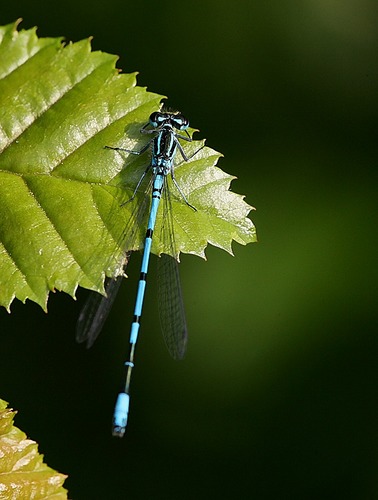 man bin ich blau