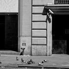 man & birds fifth/46th street