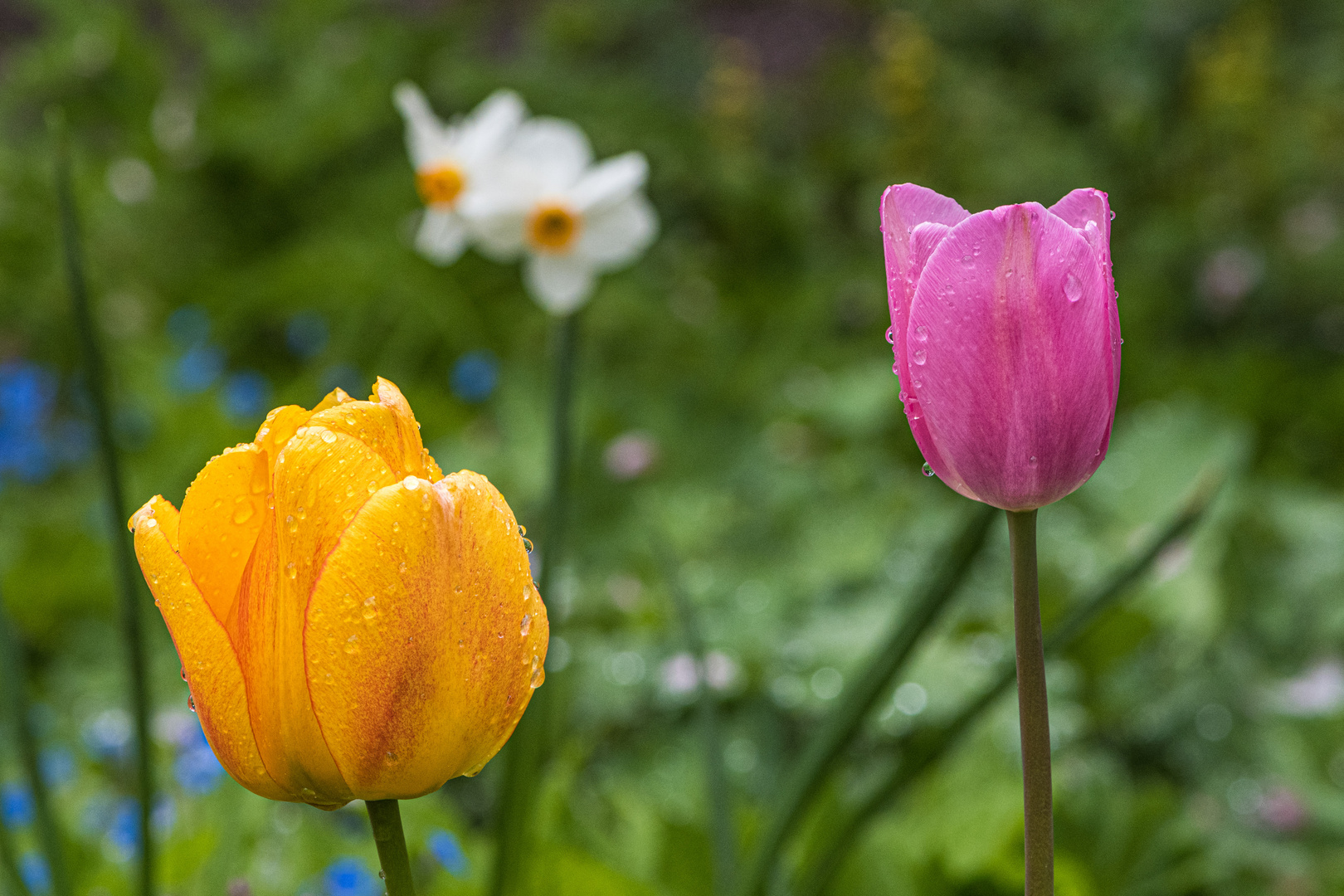 Man darf wieder ins Rosarium-