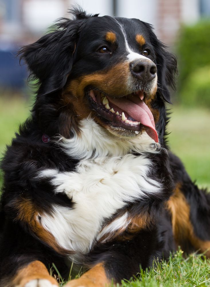 Man das ist kein Wetter für Berner