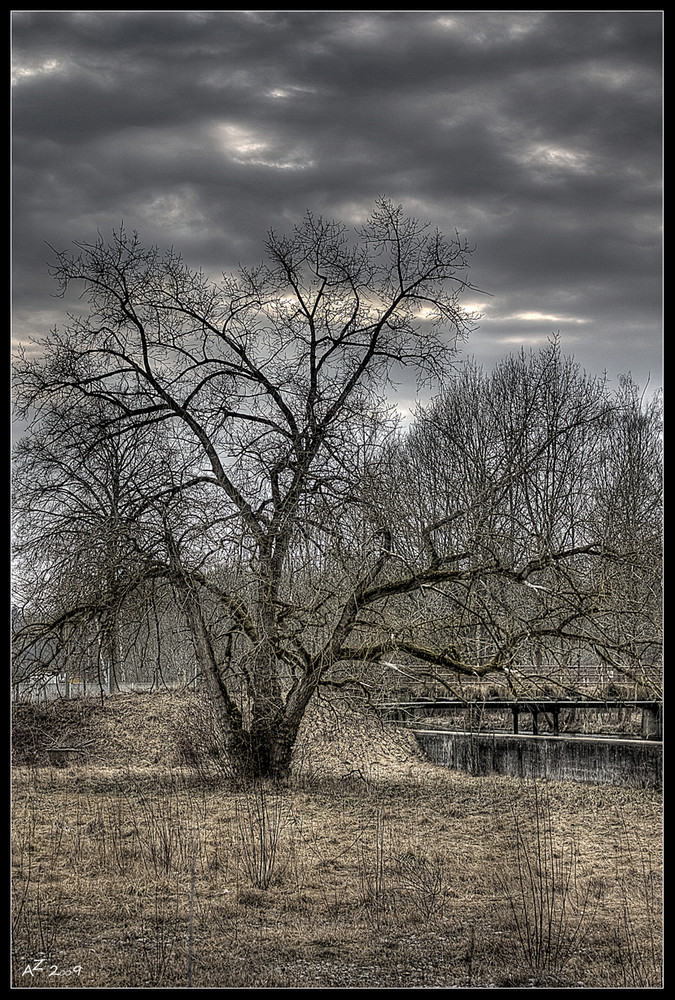 ...man glaubt es kaum... noch ein Baum.