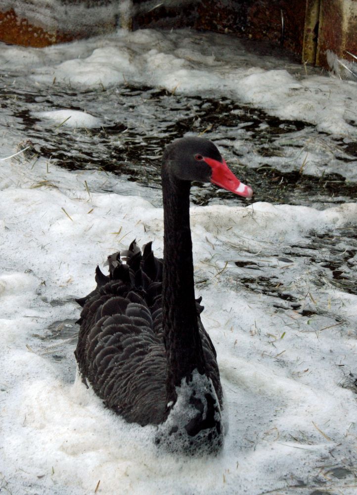 Man glaubt es kaum schwarzer Schwan und weißer Schaum ) Foto & Bild tiere, wildlife, wild