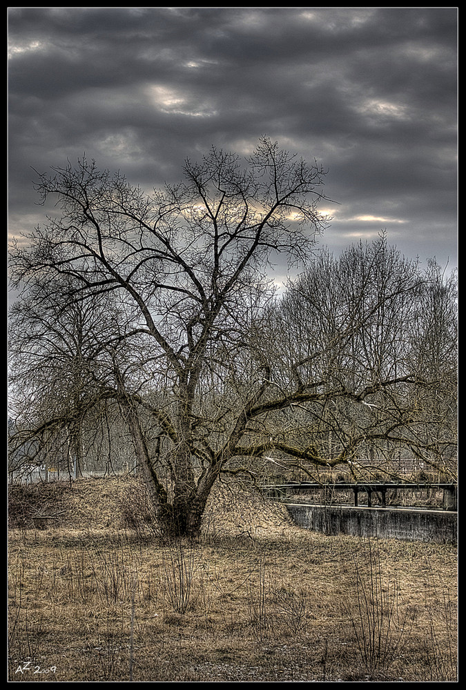 ...man glaubt es kaum...noch ein Baum II