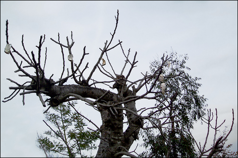 Man glaubt's ja kaum - Ein Austernbaum!