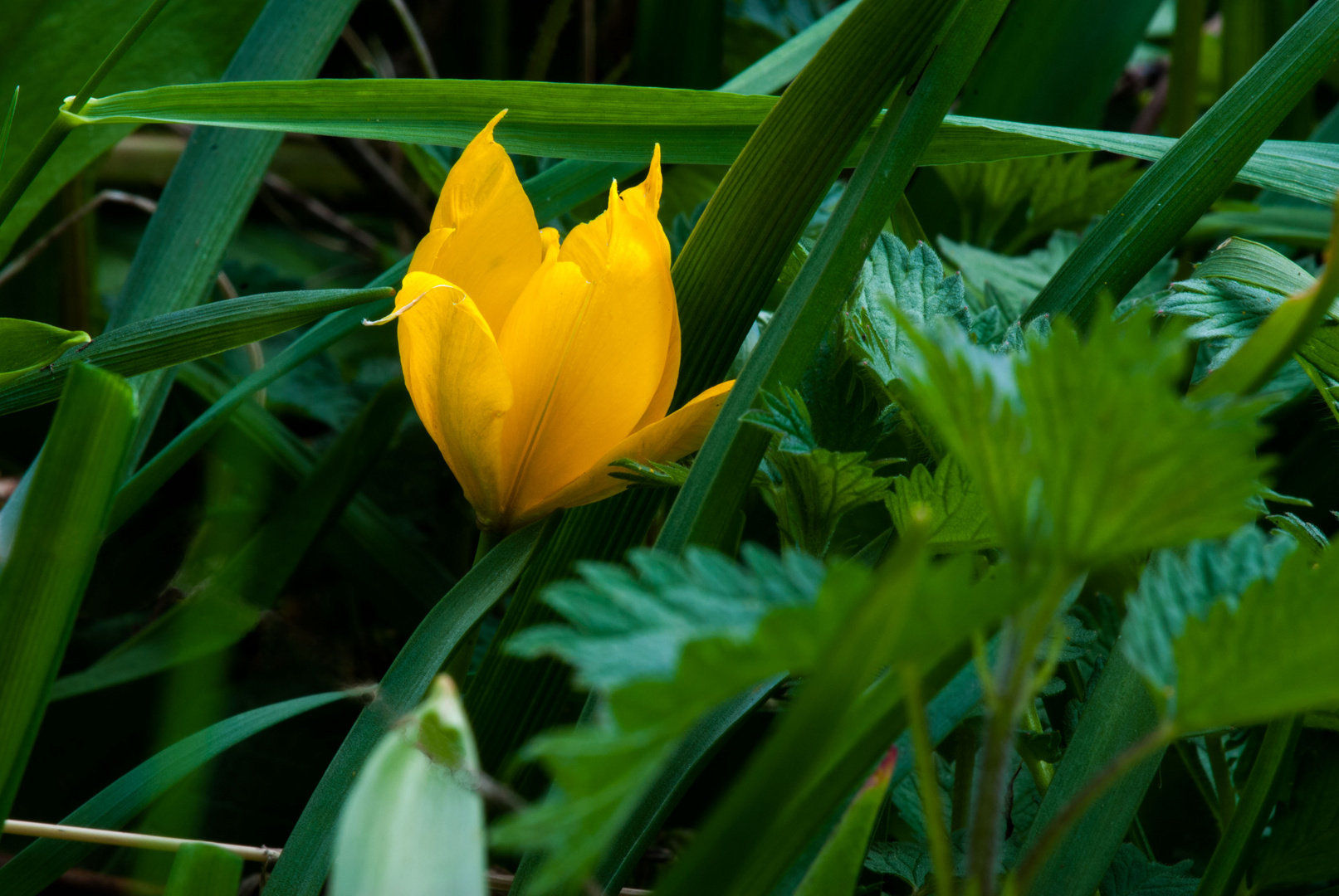 Man hat sich durchgekämpft, doch noch Frühling