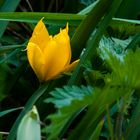 Man hat sich durchgekämpft, doch noch Frühling