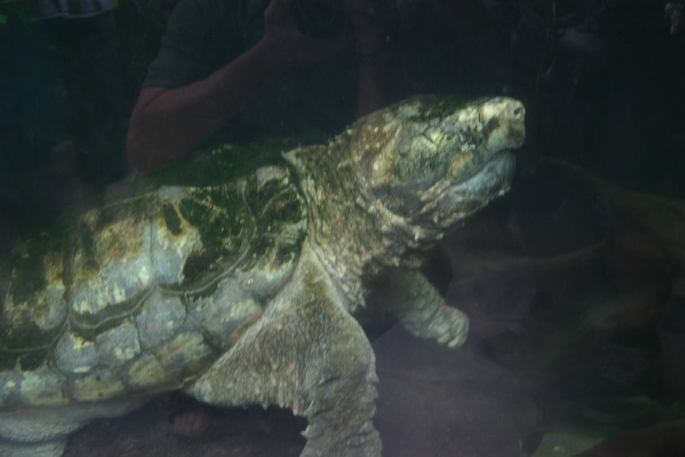 man hat sie "Geierwally" genannt - die Schnappschildkröte