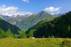 ...man hört nur ein Lüftl, den Bach und eine Kuhschelle, dazu der Blick...