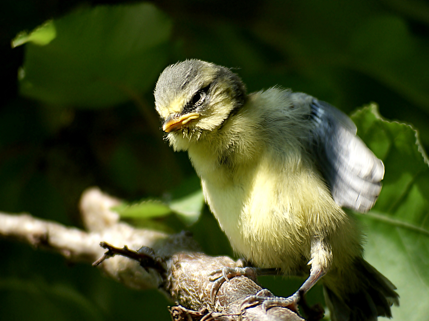 Man ist das mit dem Fliegen schwer...