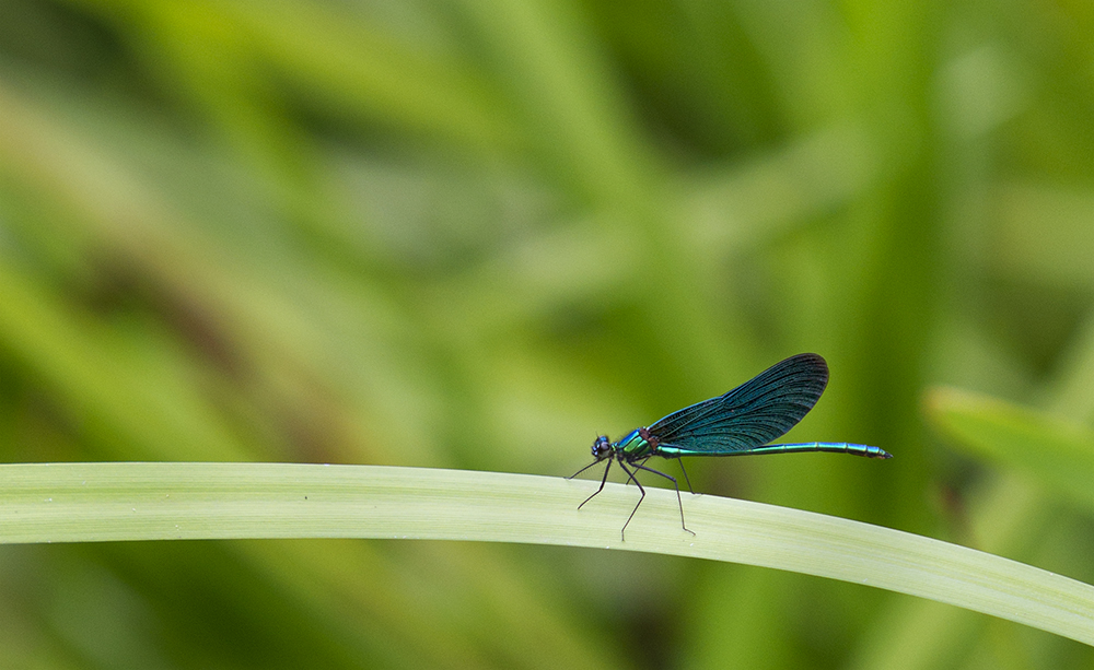 Man, ist der blau