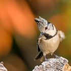 Man ist fotografiert werden langweilig! scheint die Haubenmeise zu denken