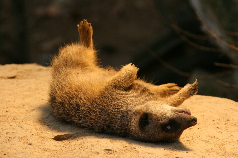 Man ist mir schlecht!