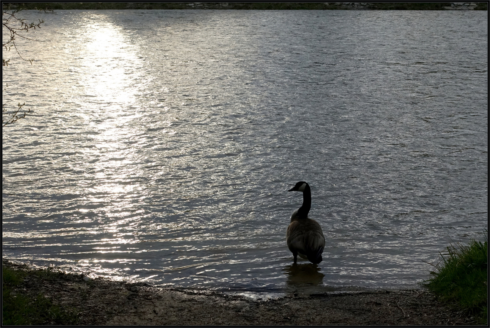 Man ist niemals Gans allein ...