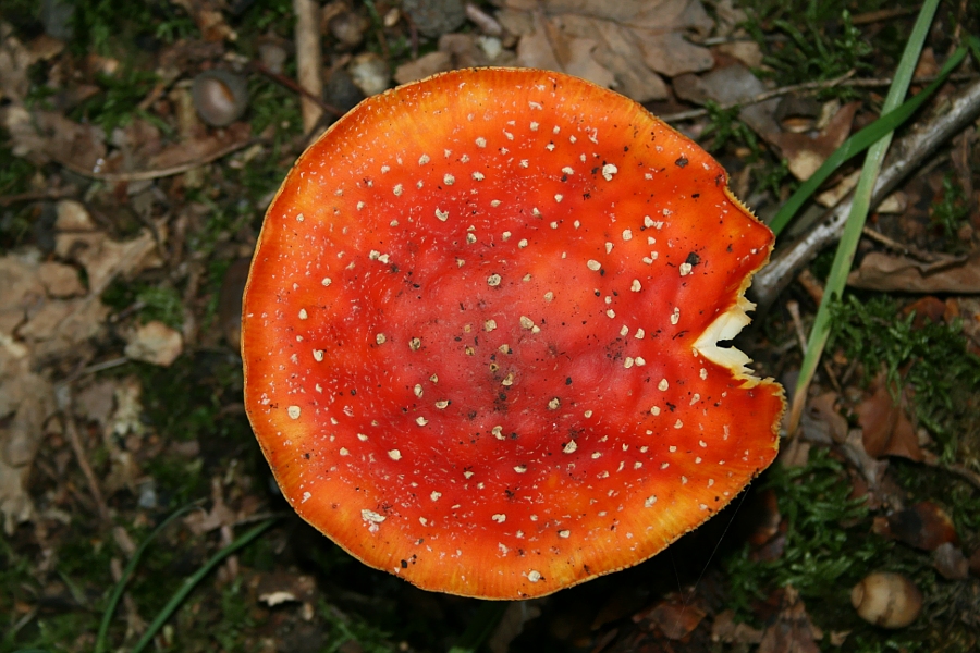 Man kann alle Pilze essen...