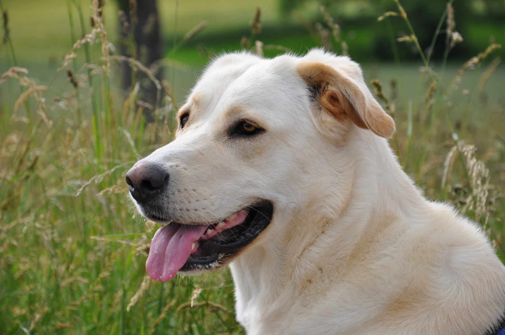 "Man kann auch ohne Hund leben....