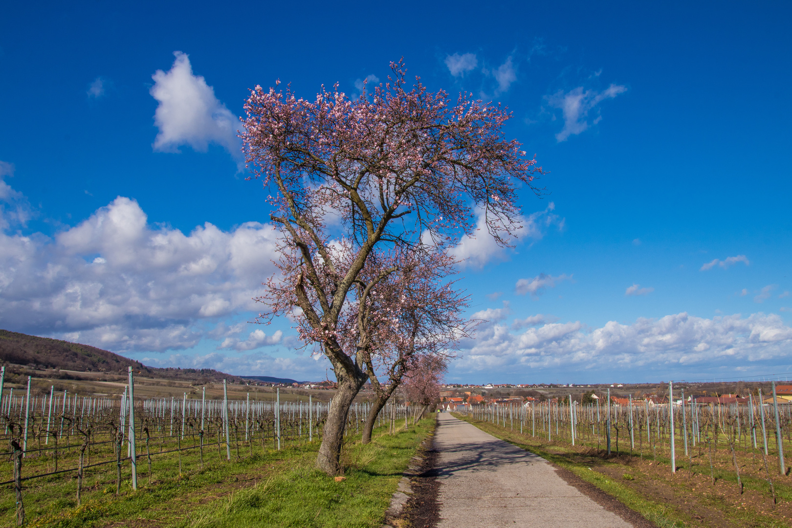 Man kann den Frühling langsam riechen