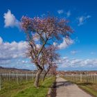 Man kann den Frühling langsam riechen