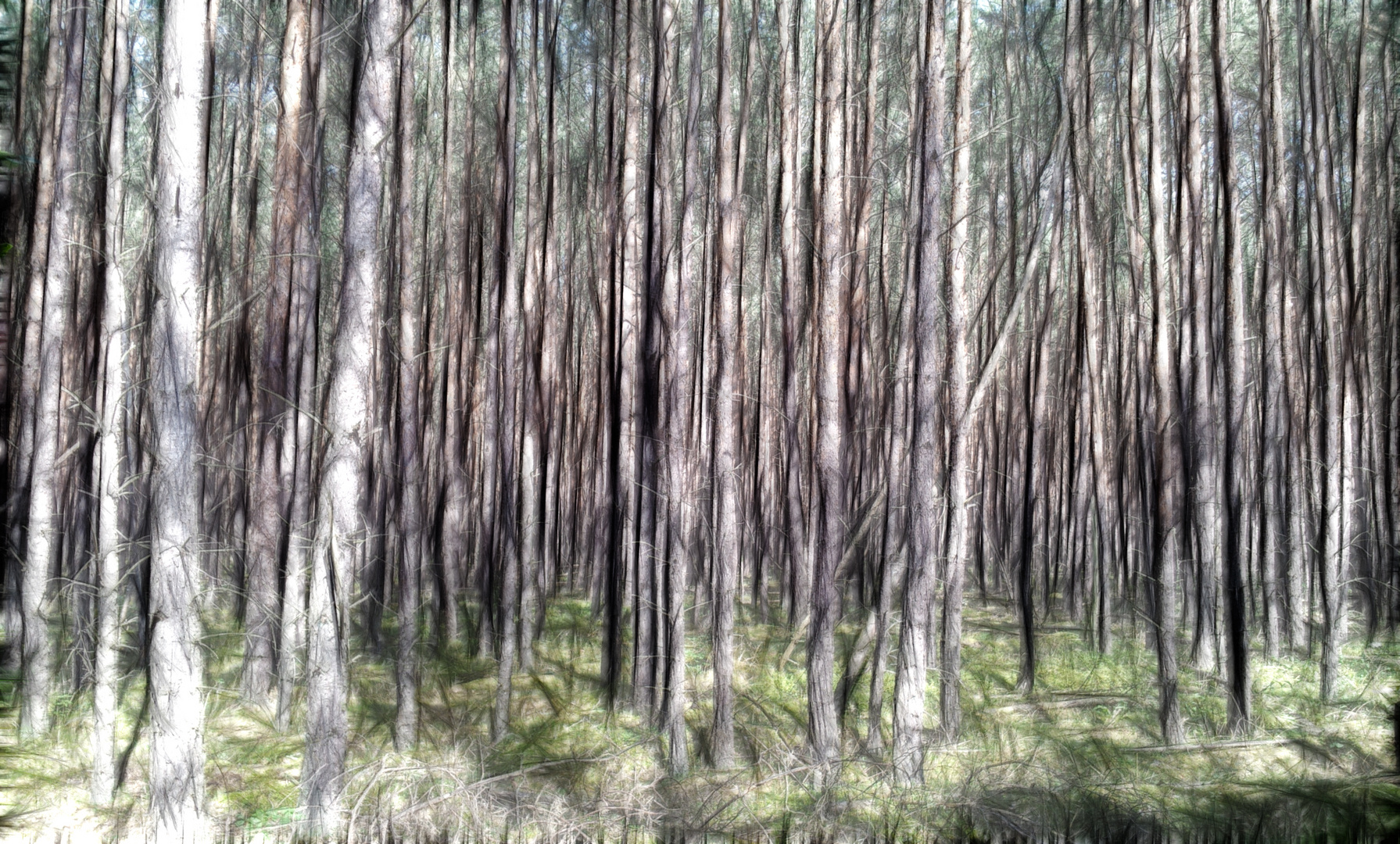 Man kann den Wald vor lauter Bäumen nicht sehen Foto & Bild pflanzen