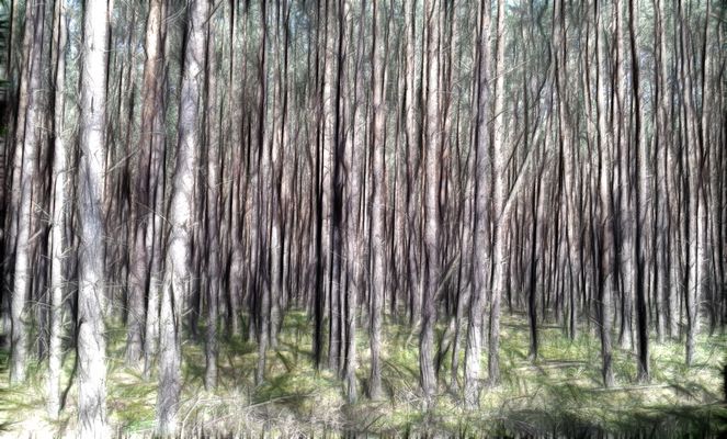 Man kann den Wald vor lauter Bäumen nicht sehen