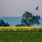 "MAN KANN EBEN NICHT ALLES HABEN"