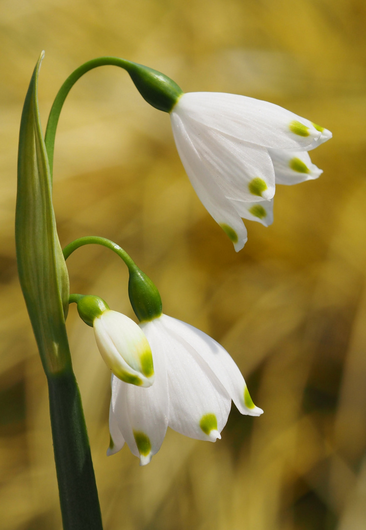 Man kann ja mal an den Frühling denken ....