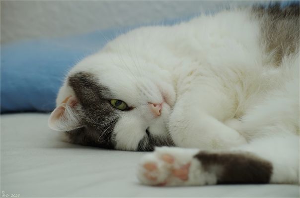 Man kann ja mal einen Blick riskieren ...