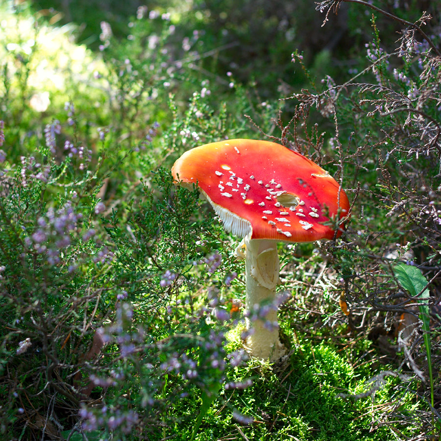 Man kann jeden Pilz essen,...