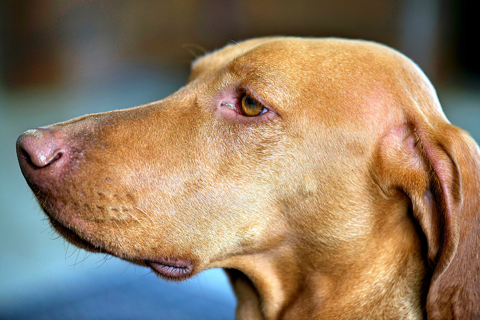 Man kann ohne Hund leben, aber wozu?