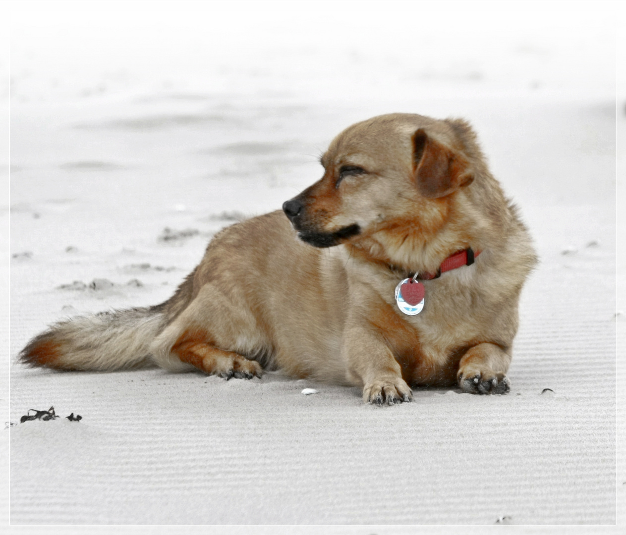 Man kann ohne Hunde leben..