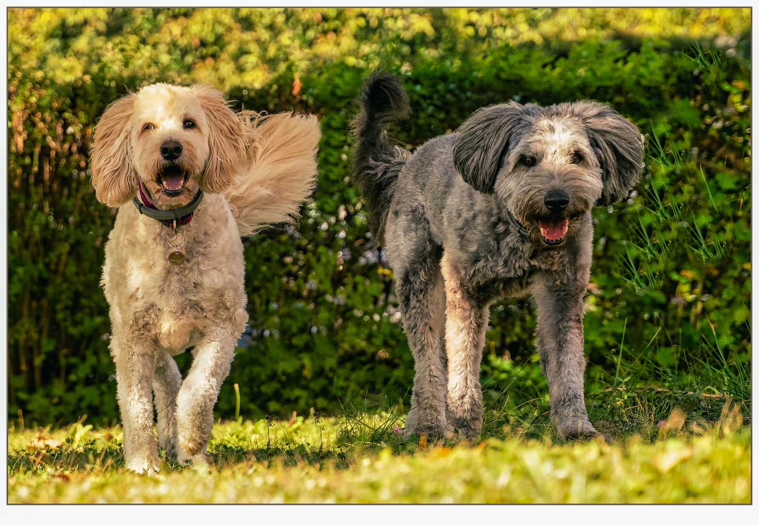 Man kann ohne Hunde leben, es lohnt sich nur nicht.