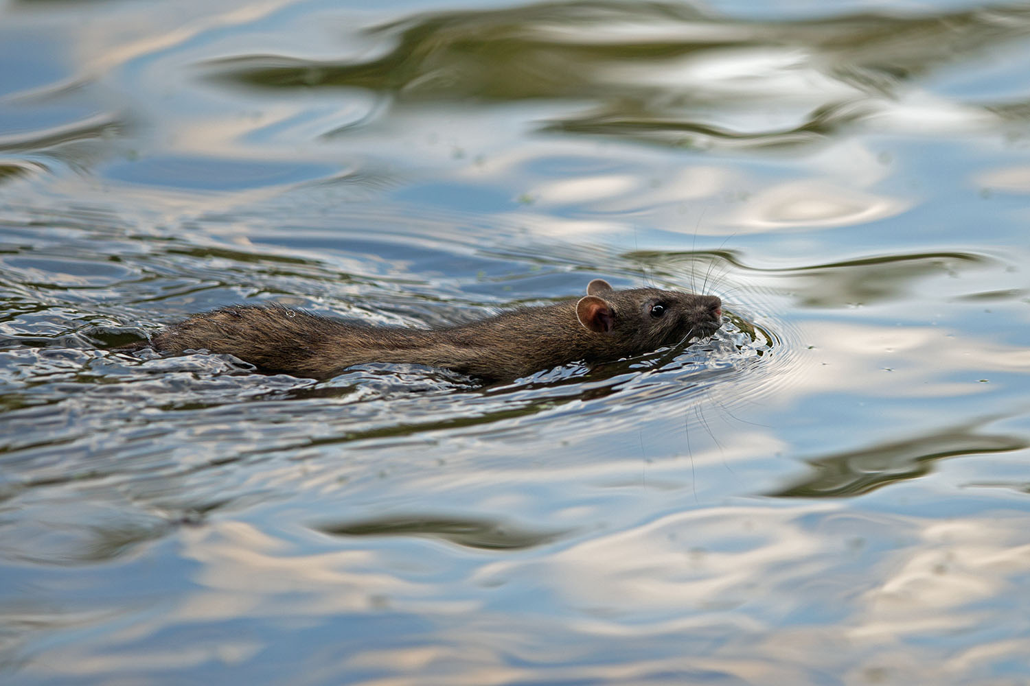 Man kann sich nur wundern, wie schnell Ratten schwimmen.