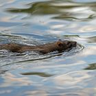 Man kann sich nur wundern, wie schnell Ratten schwimmen.