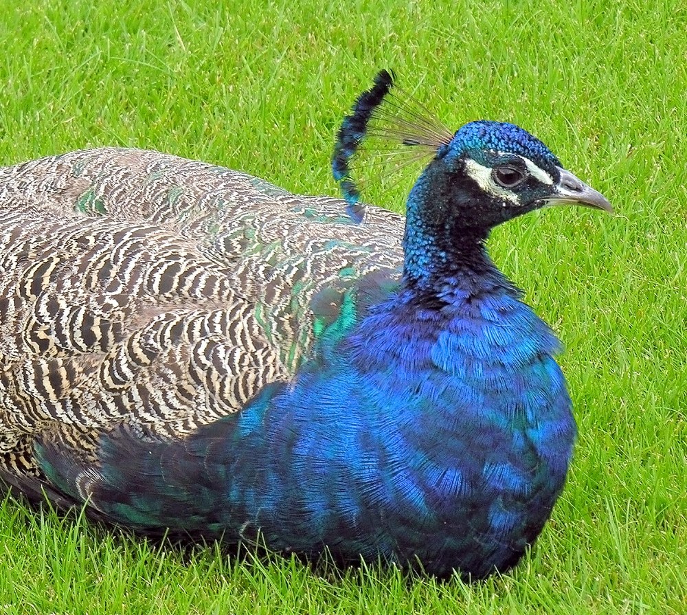 Man kennt den Pfau an seinen Federn  -  You recognize the peacock by its feathers