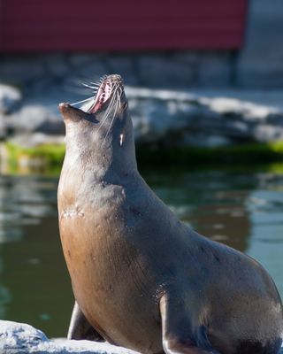 Man könnte ihn gut hören. 