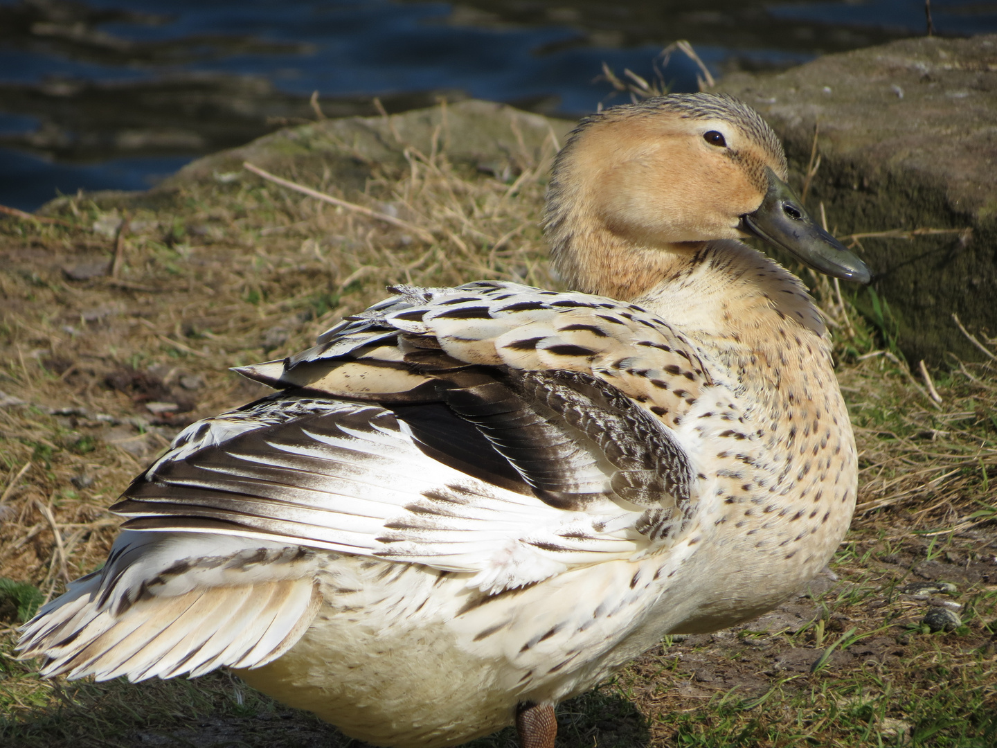 Man könnte meinen, diese Ente lächelt ;.-)